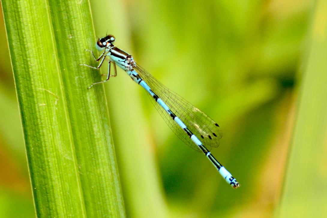 agrion