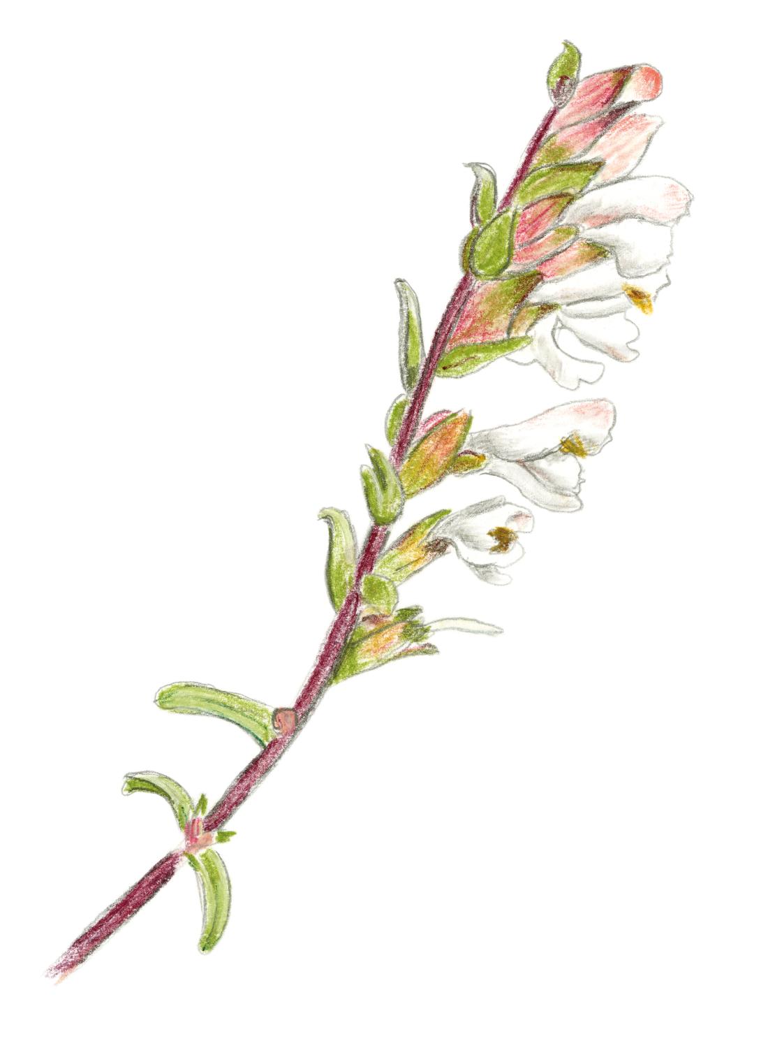 odontites jaubertianus