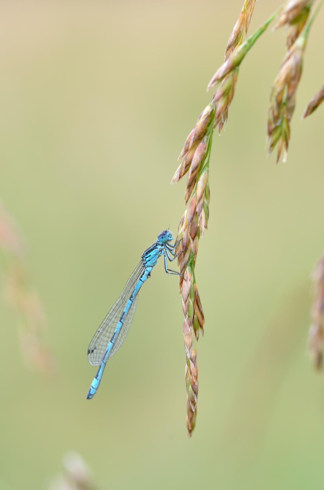agrion_de_mercure_coenagrion_mercuriale_3_m-wagner.jpg